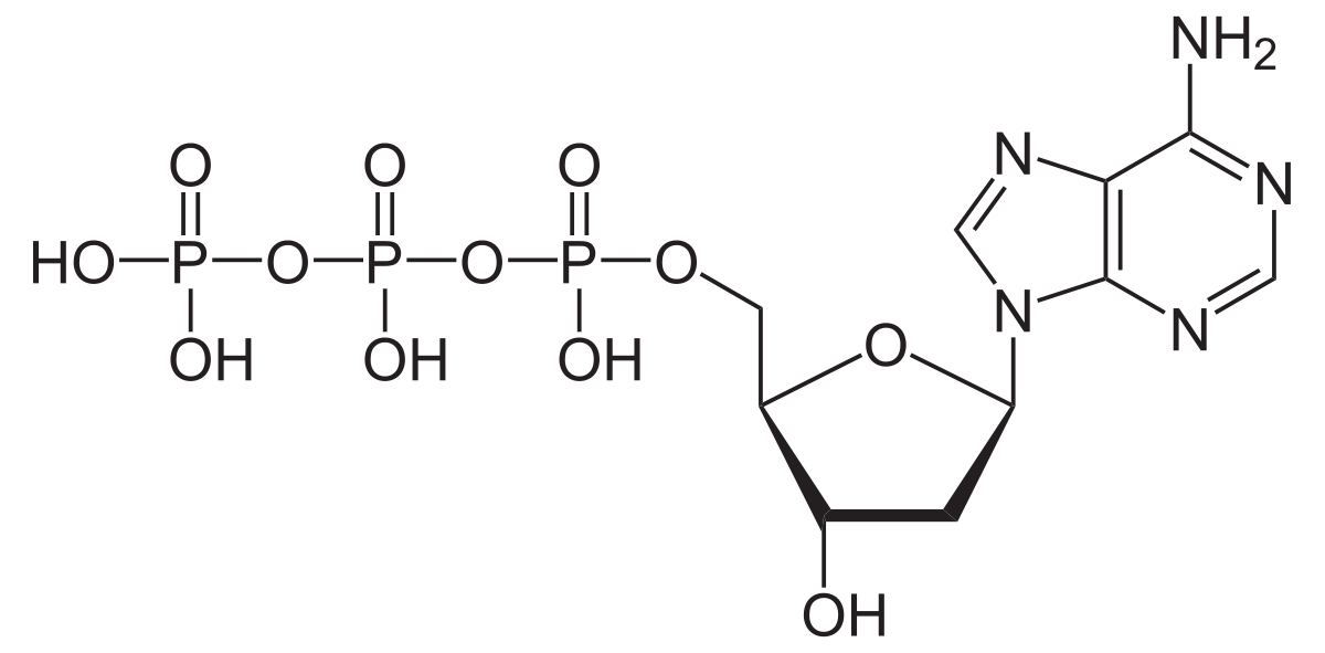 脱氧腺苷Triphosphate.