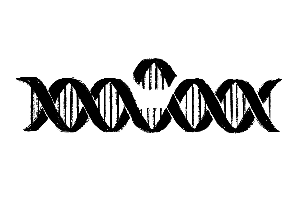 一种DNA双螺旋结构，其中一部分被移除和修改