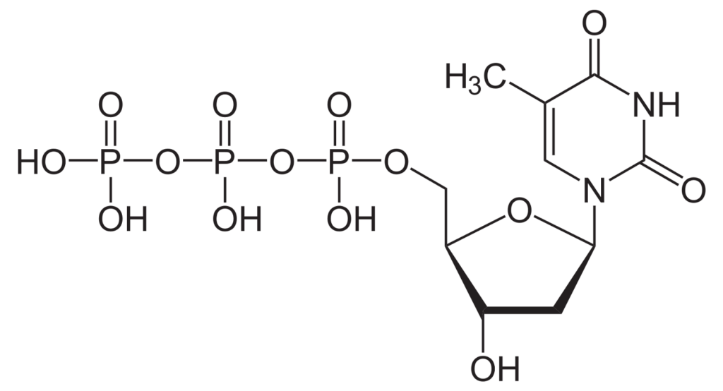 三磷酸乙酰噻天胺定（DTTP）的结构。