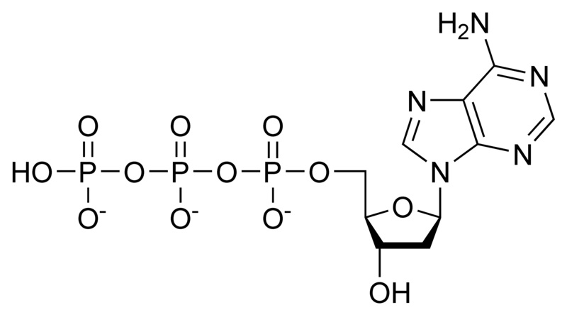 dATP(脱氧腺苷三磷酸)的分子结构，它是一种脱氧核糖核苷酸