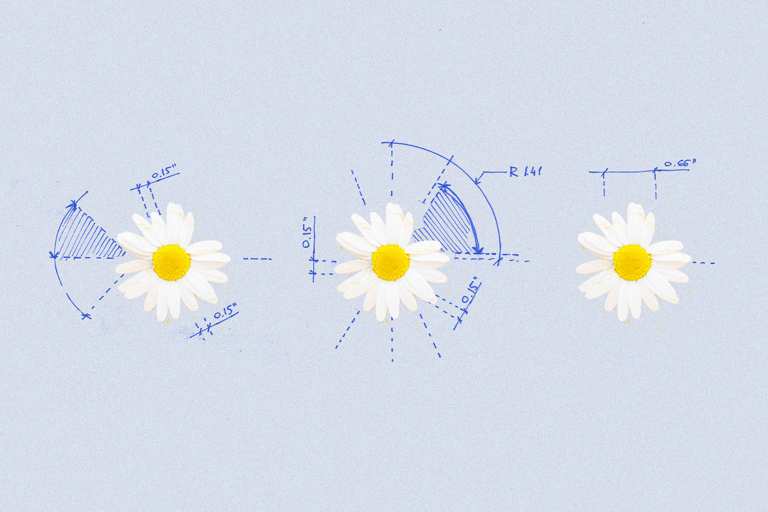 白色的花在蓝色的背景与程度绘制之间的花瓣