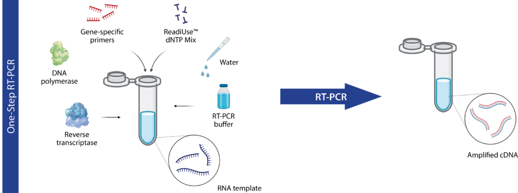 一步法RT-PCR过程是将一些消耗品和RNA模板放入PCR管中，得到扩增的cDNA