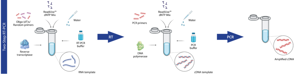 两步RT-PCR过程包括一步PCR加上一步cDNA模板得到扩增的DNA