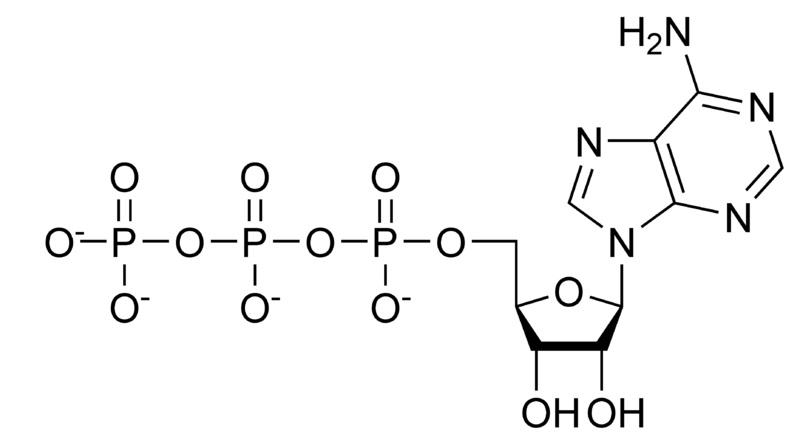 ATP(三磷酸腺苷)的分子结构，是一种核糖核苷酸