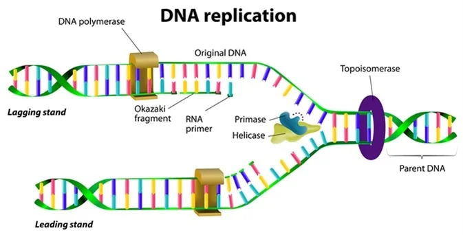 使用DNA聚合酶进行DNA复制以复制DNA