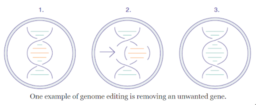 基因编辑的三个步骤是用想要的基因替换不想要的基因