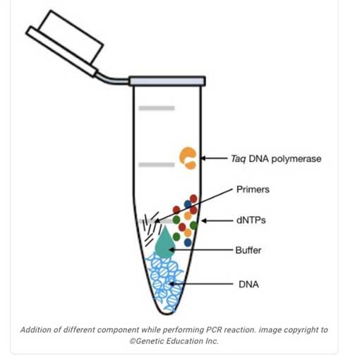 将TAQ聚合酶添加到无菌聚合酶链反应（PCR）管中