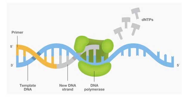 PCR的三个阶段（变性，底漆退火和底漆延伸）导致DNA分子的数量加倍